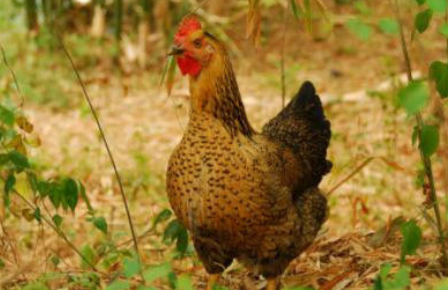 智能家禽養殖系統實現可視化遠程管理